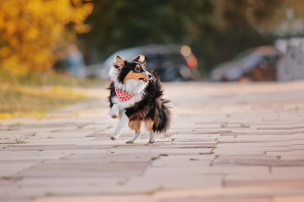 A dog with a bandana on walks on a sidewalk