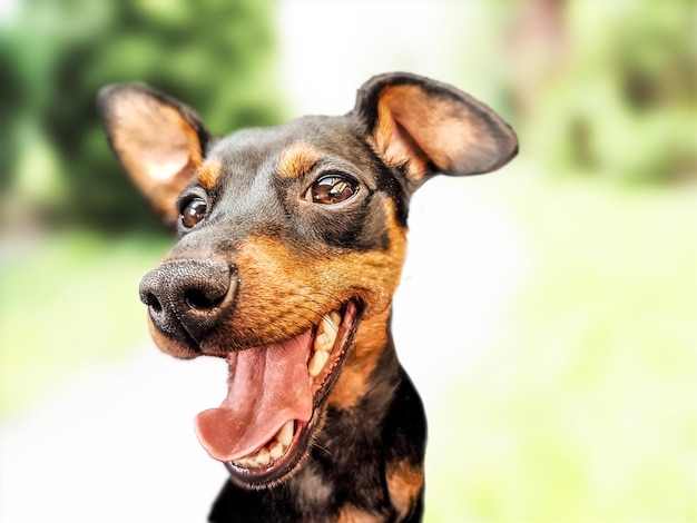 A dog with a big smile that says " i love dogs "