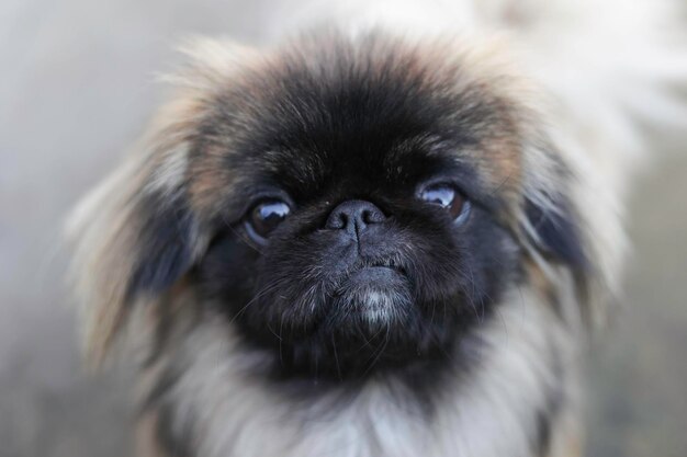 A dog with a black face and black eyes is looking at the camera.