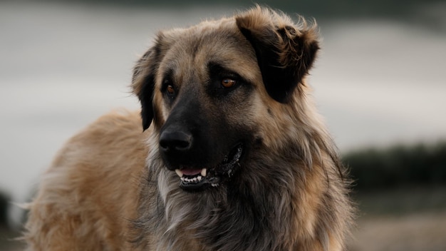 Photo a dog with a black nose and a brown nose