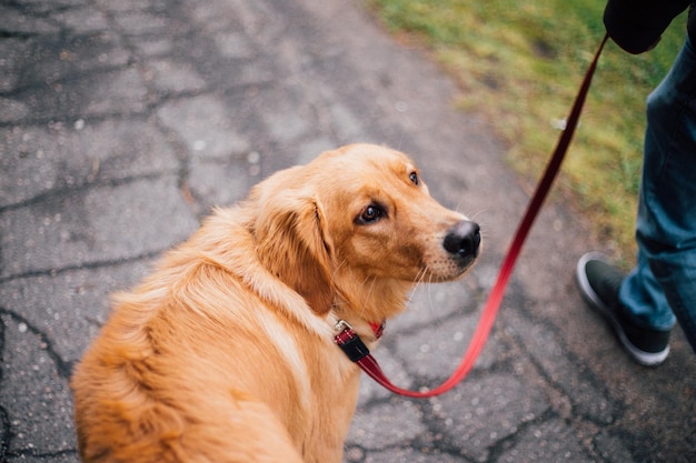 A dog with a black nose on a walk turns back while walking on a red leash