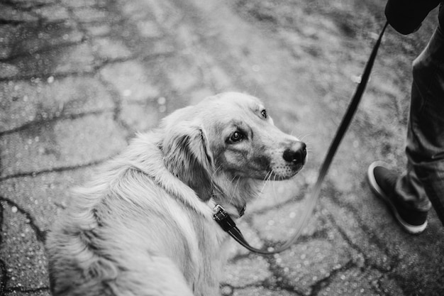 A dog with a black nose on a walk turns back while walking on a red leash