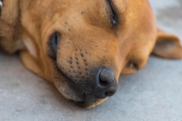 A dog with a black nose and whiskers is sleeping on the ground.