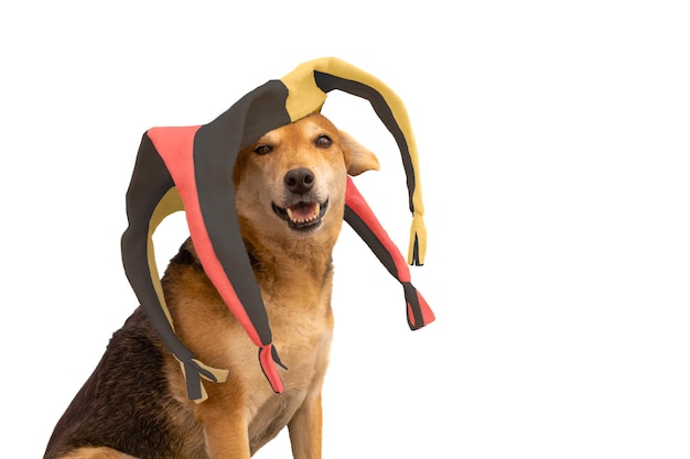 Dog with black yellow and red harlequin hat