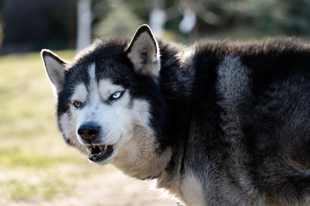 A dog with blue eyes and a black nose