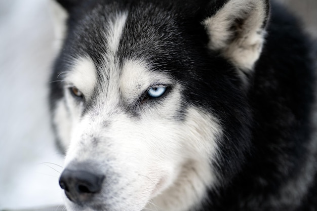 A dog with blue eyes and a black nose.