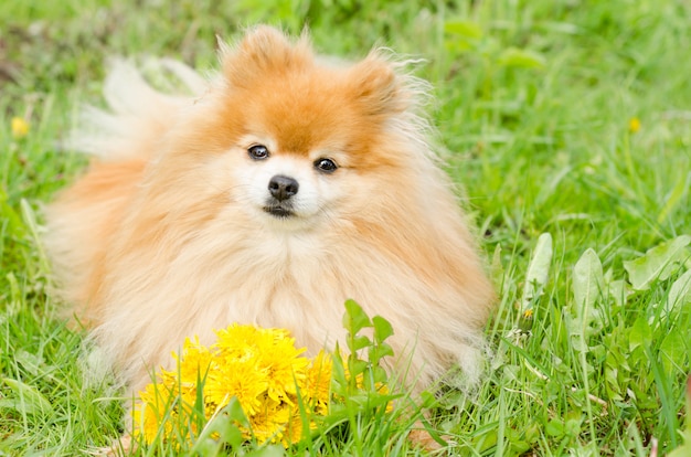 Dog with bouquet of flowers on green