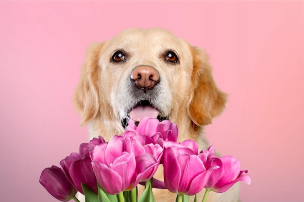 Dog with a bouquet of tulips on a pink background Valentines Day Womens Day Birthday