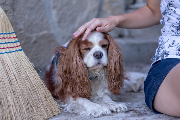 A dog with a broom on his head