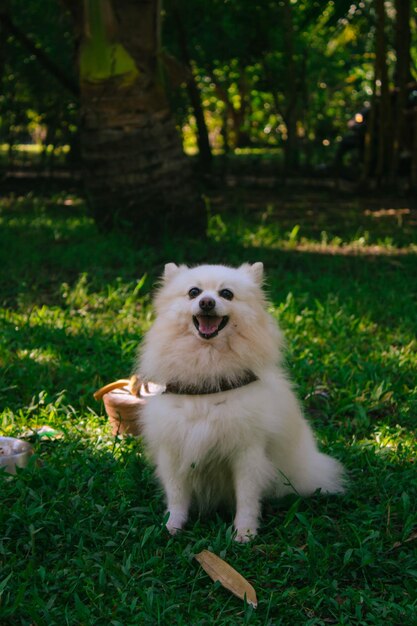 Photo a dog with a collar that says  the dog