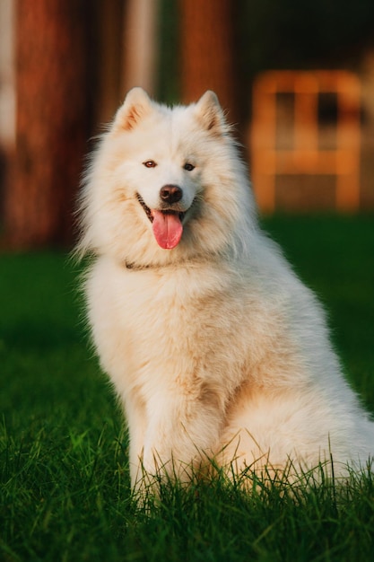 Photo a dog with a collar that says happy on the bottom