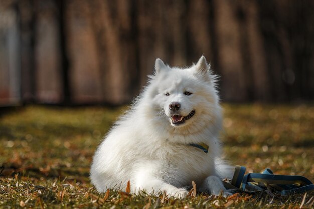 Photo a dog with a collar that says " happy " on it.