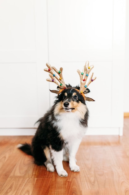 Dog with deer horns for new year and Christmas, home decoration for the holiday, puppy