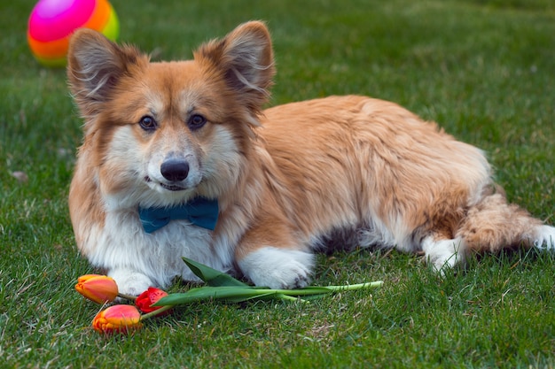 Dog with the flower lying on a grass