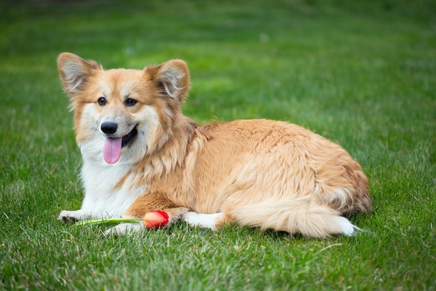 Dog with the flower lying on a grass