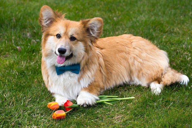 Dog with the flower lying on a grass