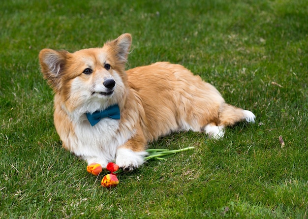 Dog with the flower lying on a grass