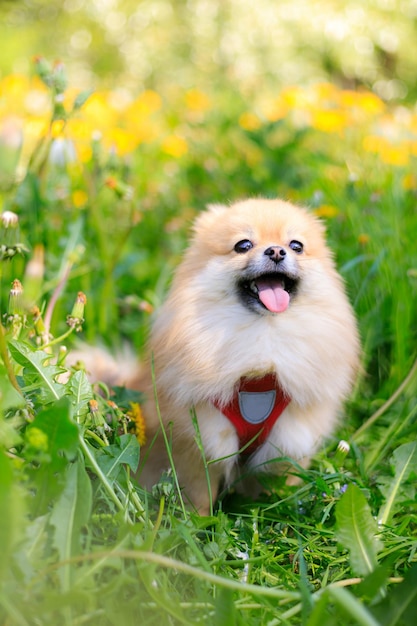 Photo a dog with a heart on its chest stands in a field of flowers