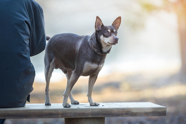 Dog with its owner on a bench seen from behind