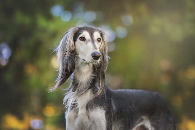 Photo a dog with long hair and a long coat