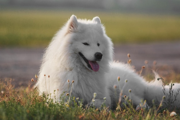 A dog with a long tongue