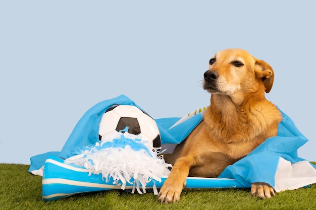 Dog with party favors with the colors of Argentina