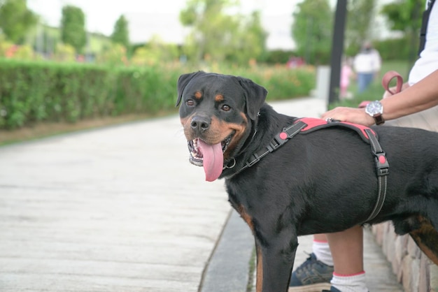 Dog with pet owner at the park