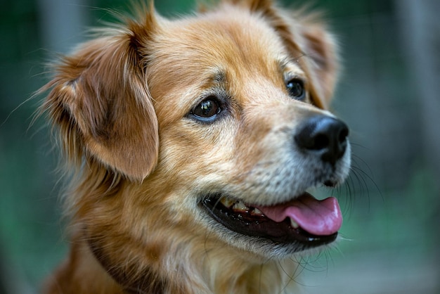 A dog with a pink tongue