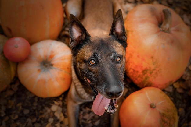 Dog with pumpkin in autumn. Halloween dog. Belgian Shepherds Malinois dog. Harvest. Thanksgiving day