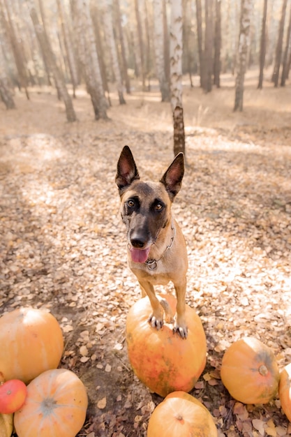 Dog with pumpkin in autumn. Halloween dog. Belgian Shepherds Malinois dog. Harvest. Thanksgiving day