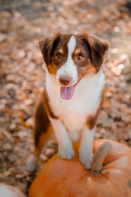 Dog with pumpkins in the forest.  The Miniature American Shepherd dog breed. Halloween and Thanksgiv