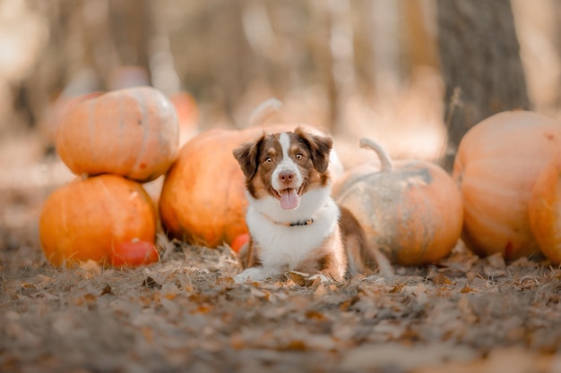 Dog with pumpkins in the forest.  The Miniature American Shepherd dog breed. Halloween and Thanksgiv