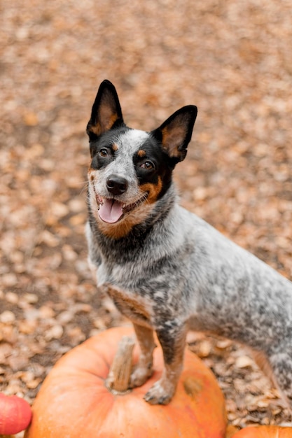 Dog with pumpkins. Halloween holidays. Australian Cattle Dog Dog with pumpkin. Harvest. Thanksgiving