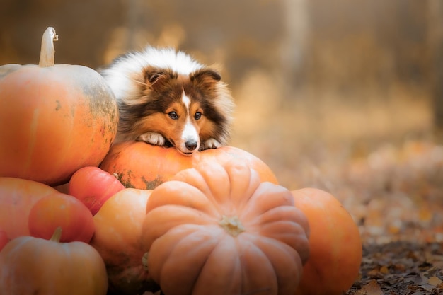 Dog with pumpkins. Halloween holidays. Shetland Sheepdog with pumpkin. Harvest. Thanksgiving day. Sh