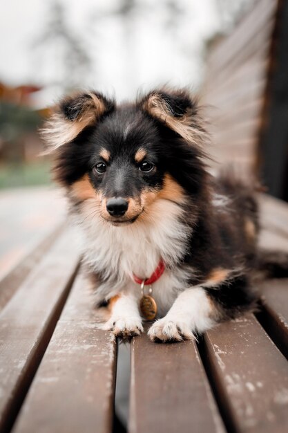 A dog with a red collar on is laying on a wooden bench.