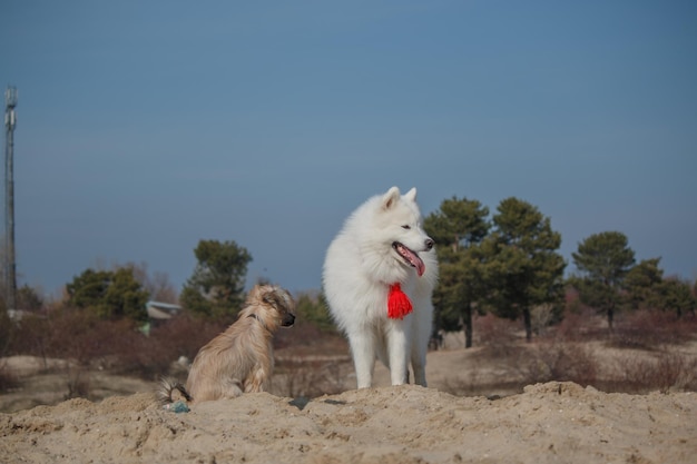 A dog with a red ribbon on its neck stands in the sand with a dog in the background.