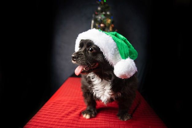 Dog with Santa Claus hat and Christmas tree, on red surface.