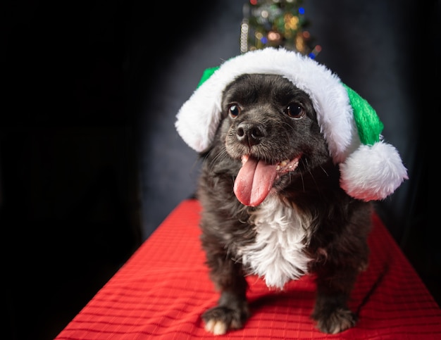 Dog with Santa Claus hat and Christmas tree, on red surface.