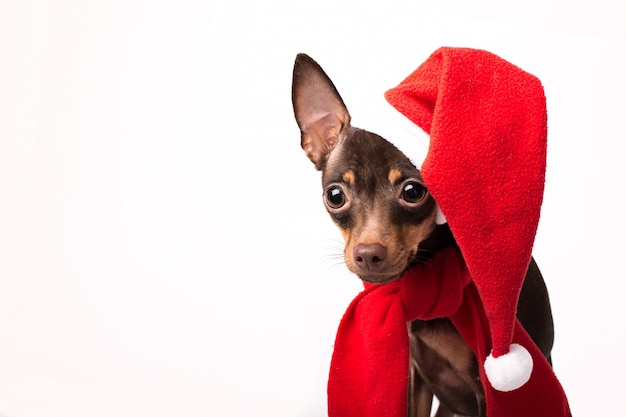 Dog with santa hat and presents isolated