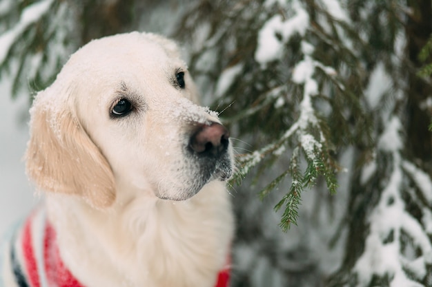 A dog with snow on his nose sits in a snowy forest under a tree