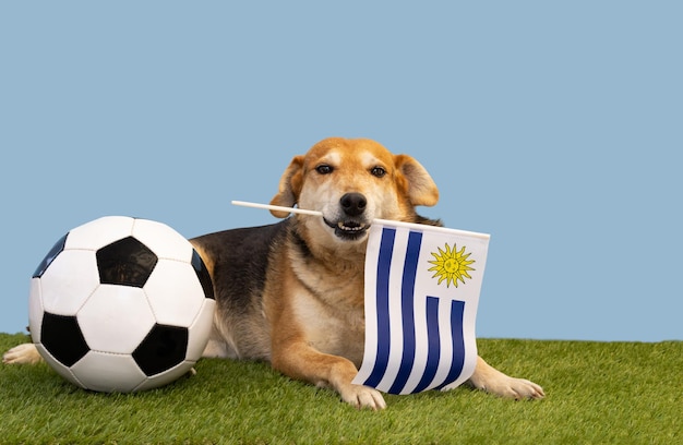 Dog with soccer ball hat and flag of Uruguay