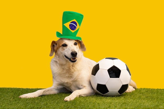 Dog with soccer ball and hat with the flag of Brazil