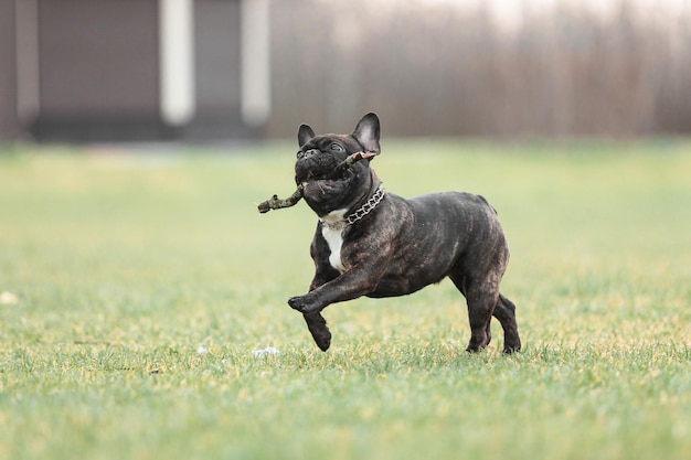 A dog with a stick in its mouth is playing in a field