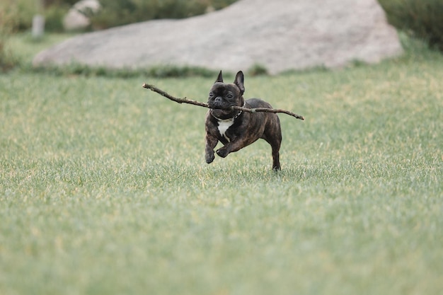 A dog with a stick in its mouth