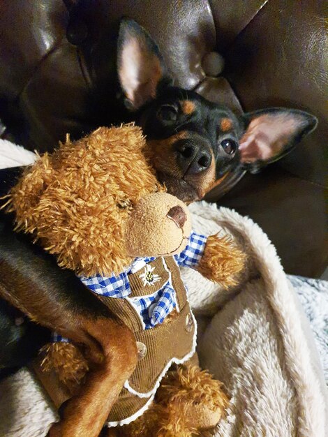 A dog with a teddy bear on his chest