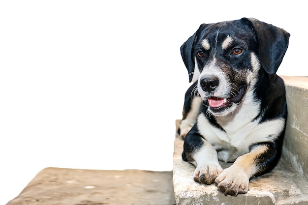 Dog with a tender look and a big smile sitting on a concrete step, blank space to enter text