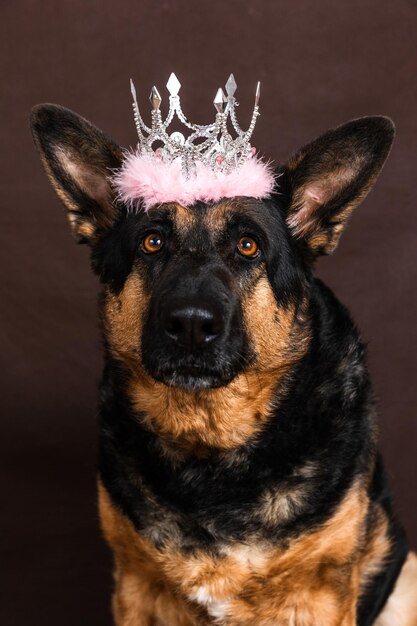 A dog with a tiara on its head