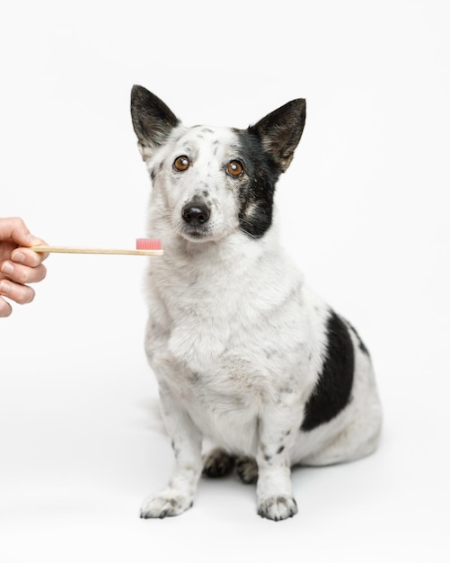 Dog with a toothbrush on a white background. Light-colored dog with black spots.