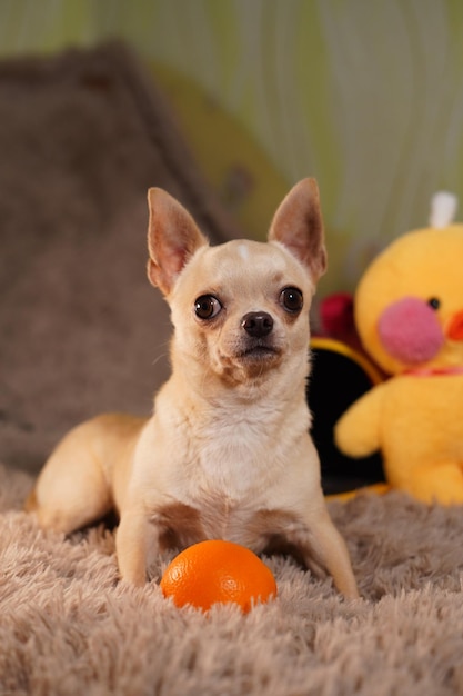 A dog with a toy that says'dog food'on it