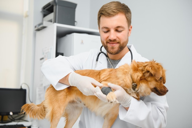 Dog with veterinarians in clinic